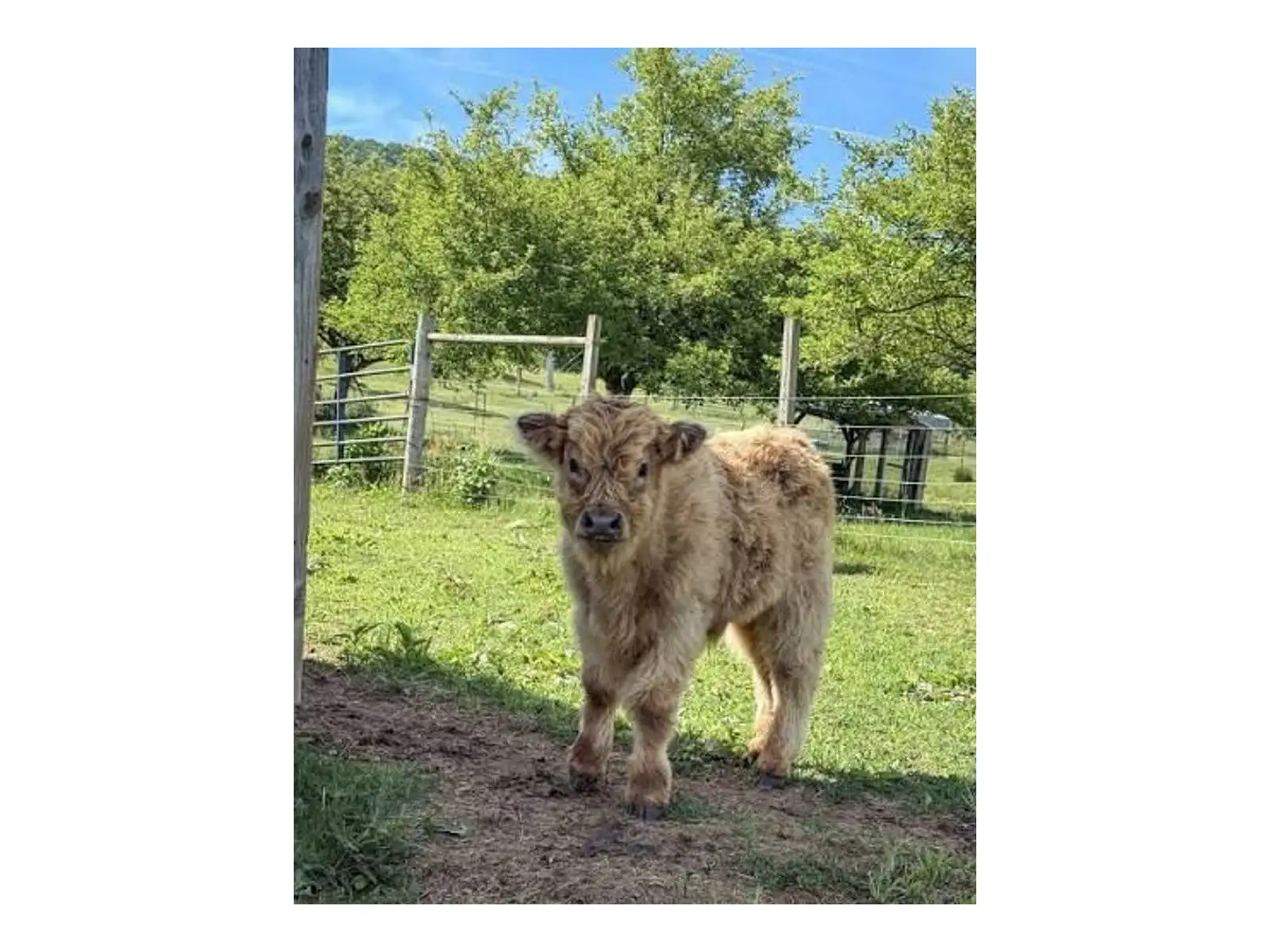 Aila - Silver Micro Miniature Highland Heifer